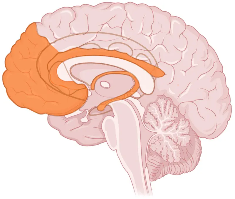 Maintained executive functions and language  